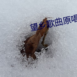 望乡歌曲原唱 （邮政编码）