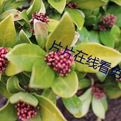片片(piàn)在(zài)线看免费视频