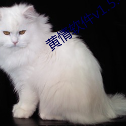 黄情软件v1.5.4