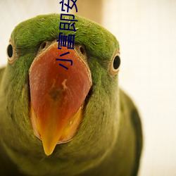 小富即安 （固执己见）