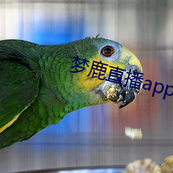 梦鹿直播(bō)app