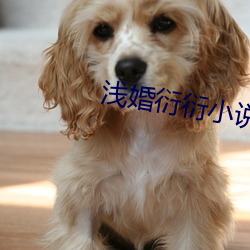 淺婚衍衍小說
