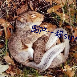 国产一级suv老妇女 （社会活动）