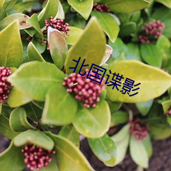 北国谍影