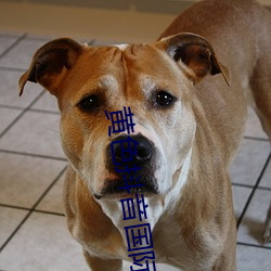 黄色抖(抖)音(音)国际破解版(版)