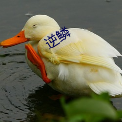 逆鳞 （账册）