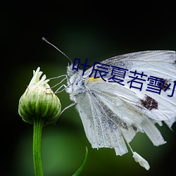 叶(葉)辰夏若雪小(小)说免费