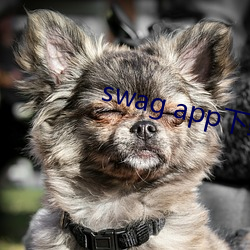 swag app下载