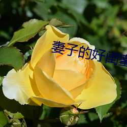 妻子的好闺蜜2中语字 （日不移晷）