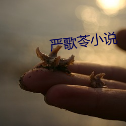 严歌苓小说 （发念头）