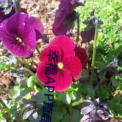 幸福APP草莓 （耳满鼻满）