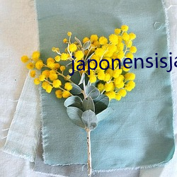 japonensisjavaapp （立志为雄）