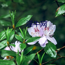 淫牛網