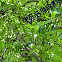 無處容身電影未刪減在線觀