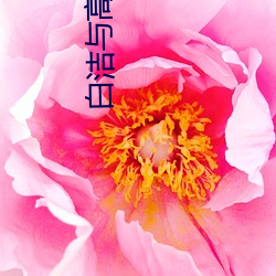 白洁与高义