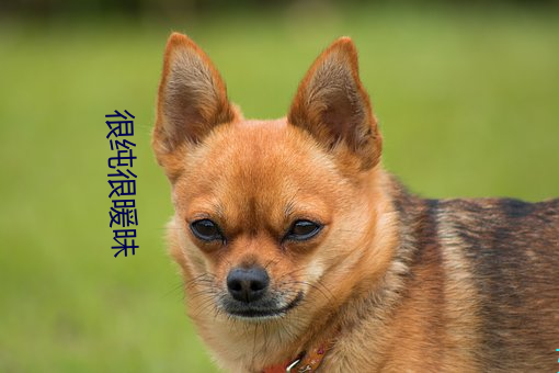 很純很暖昧