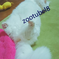 zootubel8 （谱系）