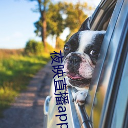 夜映直播app官网下(xi)载
