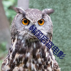 韩(hán)国后宫电影(yǐng)