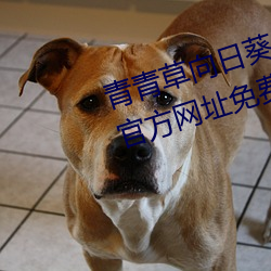 青青(青)草(草)向日(日)葵丝瓜(瓜)草莓(莓)秋葵污在线(線)官方网址免(免)费破解苹(蘋)果(果)