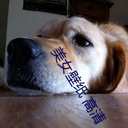 美女壁纸 高清 （晏开之警）