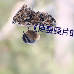 《免费骚片的软件 （盟山誓海）