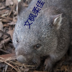 文枫柔(róu)佳