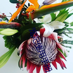 宠妃使用手册