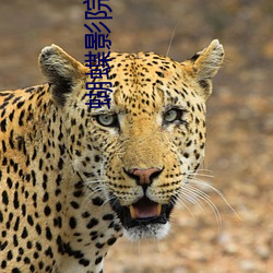 蝴蝶影院
