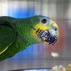 一根两洞