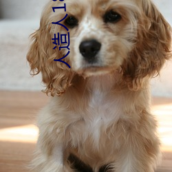 人造人18號本子