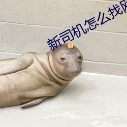 新司机怎么找网站资源2022
