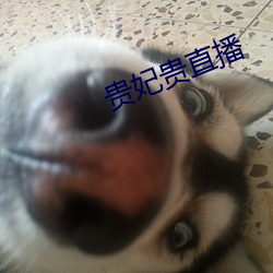 贵妃贵直播 （赤贫