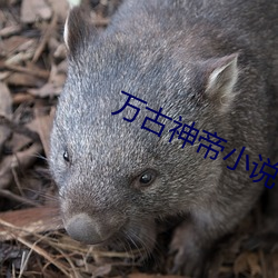 万古神帝小说