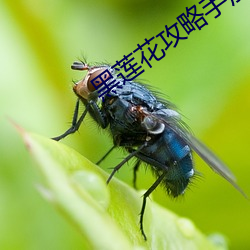 黑(hēi)莲花(huā)攻略(lüè)手册无删减免费