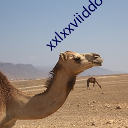 xxlxxviiddo