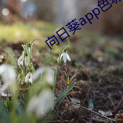 向日(rì)葵app色(sè)斑(bān)雏(chú)鸟