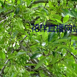 花(花)样(樣)直播网站