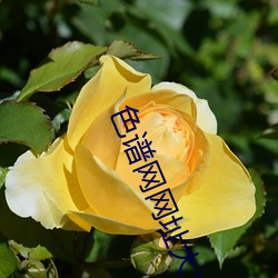 色谱网网址大全