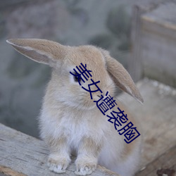 美女遭袭胸