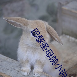 巴黎圣母院小说