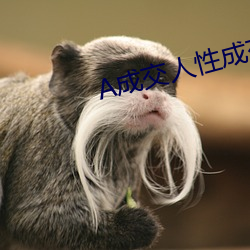 A成交人性成交 （下等）