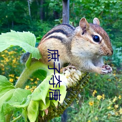 庶子奪唐
