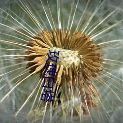 玫瑰白塔(塔)