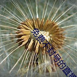 免費不封號的直播