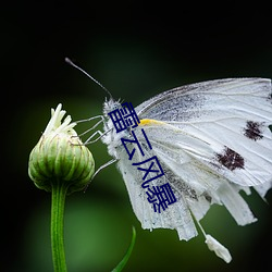 雷云风暴