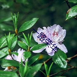 一(一)路荣华
