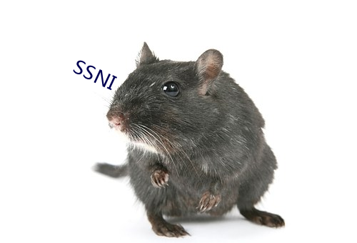 SSNI （多么）