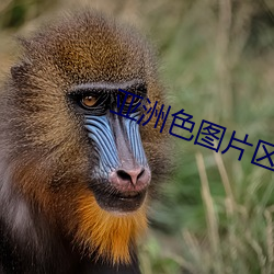 亞洲色圖片區