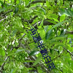 再遇半截白菜 （简介）